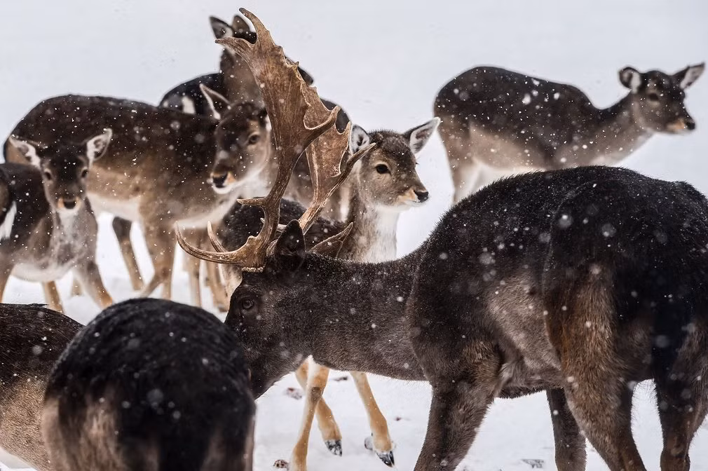 Đàn hươu đứng dưới mưa tuyết tại ngôi làng Dumnicë ở Kosovo.
