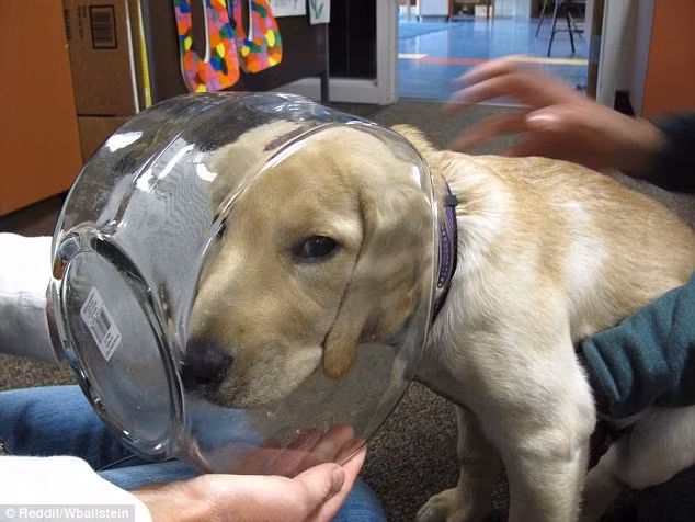 Chú chó này dường như muốn trở thành phi hành gia khi chui đầu vào trong chiếc lọ thủy tinh.