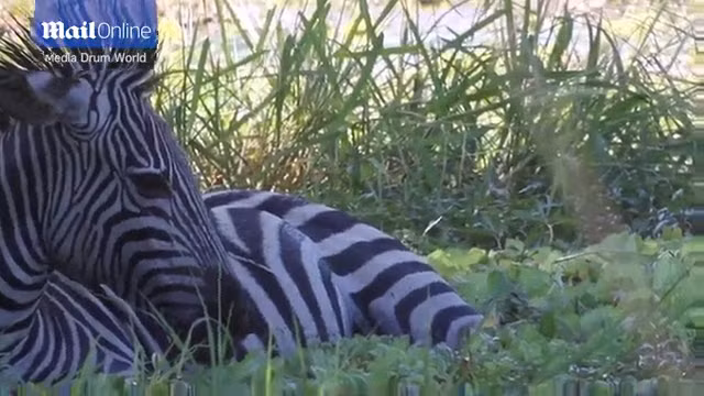 Ngựa vằn kiệt sức nằm dưới đầm lầy sau khi bị cá sấu khổng lồ vờn trong công viên động vật hoang dã ở South Luangwa, Zambia.