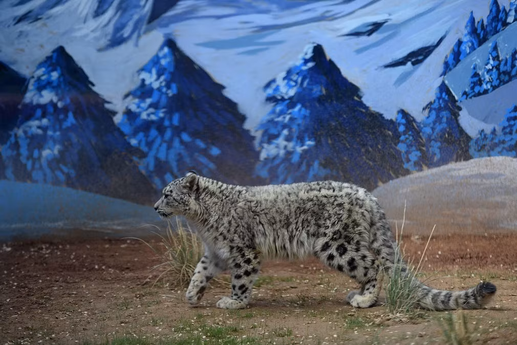 Báo tuyết con đi trong công viên động vật hoang dã ở thành phố Tây Ninh, Thanh Hải, Trung Quốc. (Nguồn Guardian)