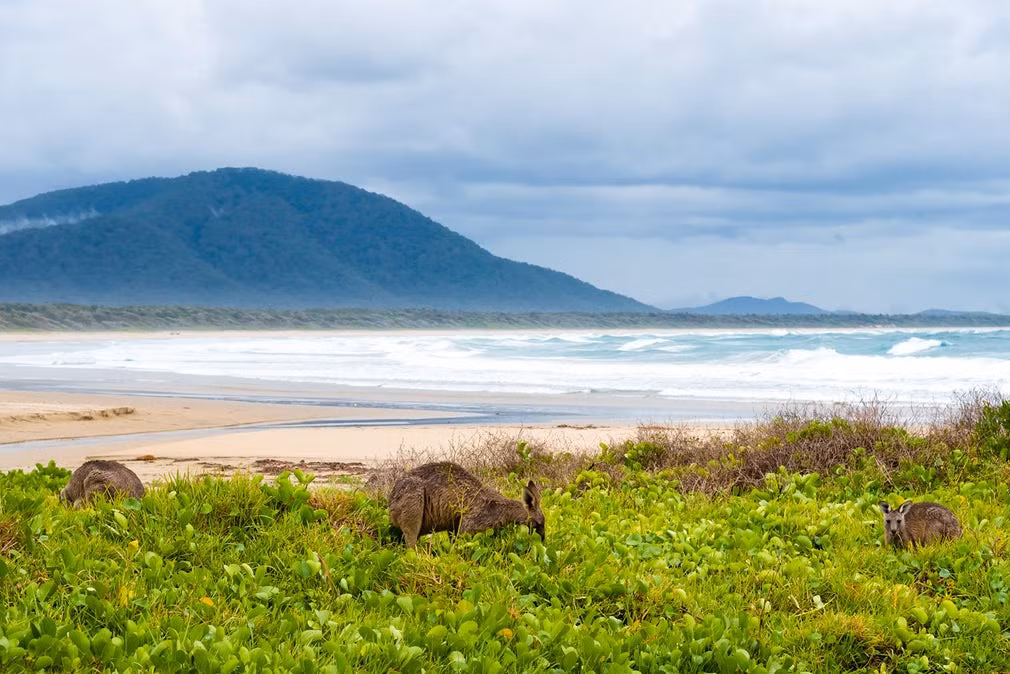 Đàn kangaroo gặm cỏ trên bãi biển Diamond Head, New South Wales, Australia. (Nguồn Guardian)