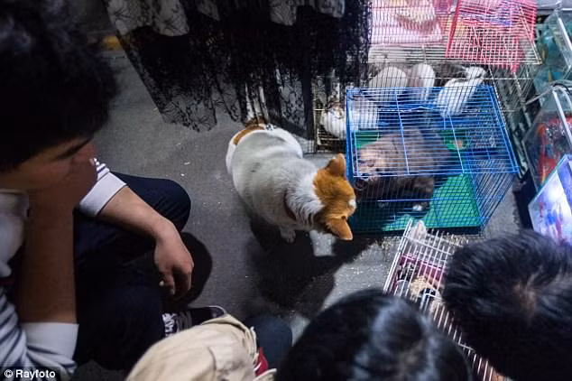 Nhiều người đã chỉ trích chủ của những con chó về hành vi “bạo hành động vật”. Hành động của con chó mẹ khiến nhiều người cảm thấy xúc động, tuy là động vật, nhưng tình mẫu tử của con chó mẹ này đáng để chúng ta suy ngẫm.(Nguồn Daily Mail)