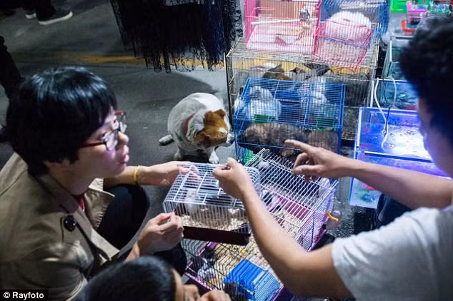 Le Le đã đẻ 4 con cách đây hơn 1 tháng và hai con trong số này đã bị bán. (Nguồn Daily Mail)