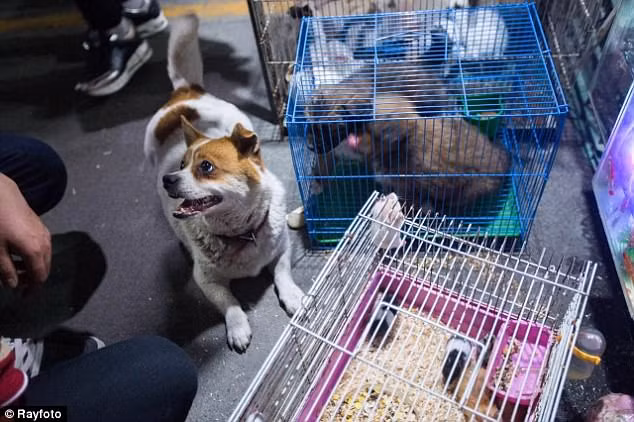 Con chó mẹ tới thăm đàn con của nó hàng ngày sau khi chúng bị đưa tới cửa hàng để bán. (Nguồn Daily Mail)