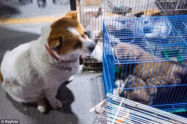 Hai chú chó con khoảng 1 tháng tuổi bị nhốt trong lồng và rao bán tại chợ. (Nguồn Daily Mail)