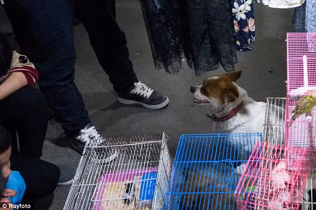 Khi mọi người quan tâm xem hai chú chó con bị nhốt trong lồng, con chó mẹ đã quay lại như muốn xua đuổi họ. (Nguồn Daily Mail)