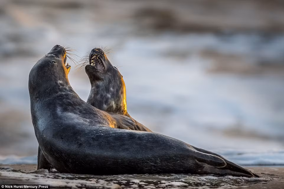 Hải cẩu là loài động vật hiền lành và đáng yêu, chúng cũng trở nên rất hung dữ khi đánh nhau. (Nguồn Daily Mail)