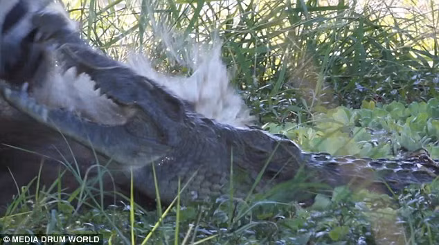 Cảnh tượng được ghi lại bởi nhiếp ảnh gia Peter Geraerdts, 47 tuổi, đến từ Hà Lan.