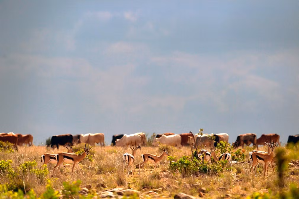 Đàn gia súc gặm cỏ trong một khu bảo tồn động vật hoang dã ở Laikipia, Kenya. (Nguồn Guardian)