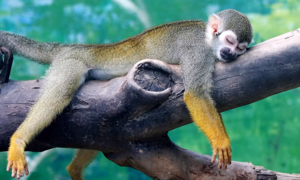 Khỉ sóc nằm nghỉ trên cành cây trong một ngày nắng nóng tại vườn thú ở Trịnh Châu, Trung Quốc. (Nguồn Guardian)