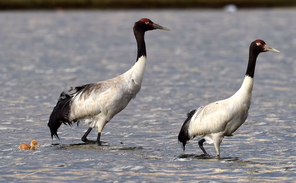 Sếu cổ đen chăm sóc con của chúng trong khu bảo tồn Qiangtang ở Tây Tạng. (Nguồn Guardian)