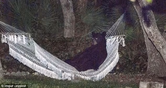 Gấu đen nằm thư giãn trên võng trong vườn nhà dân. (Nguồn Daily Mail)