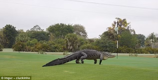 Cá sấu khổng lồ nghênh ngang đi trên một sân golf ở bang Florida, Mỹ. (Nguồn Daily Mail)