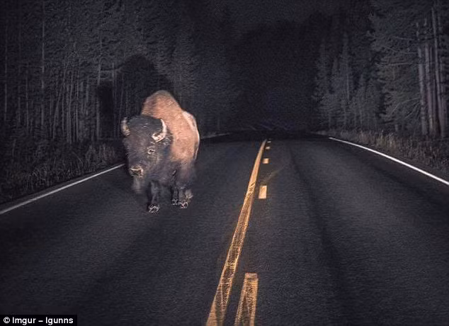 Bò rừng di chuyển trên đường giữa đêm khuya. (Nguồn Daily Mail)