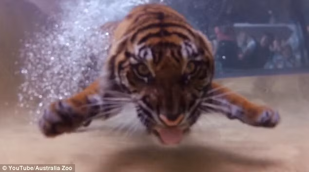 Cảnh tượng chúa sơn lâm trong một vườn thú ở Australia bơi lặn và bắt cá dưới nước khiến du khách rất phấn khích. (Nguồn Daily Mail)