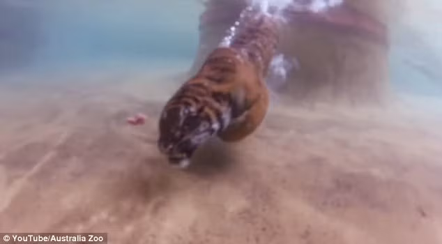 Hoạt động bơi lặn giúp những con hổ giải nhiệt trong thời tiết nóng bức ở Australia vào thời điểm này. (Nguồn Daily Mail)