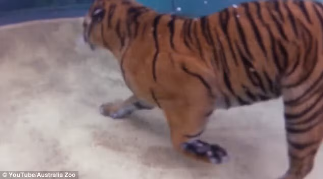 Trong môi trường tự nhiên, hổ có thể được phát hiện lang thang dưới dòng suối nước nông, hồ hay sông. (Nguồn Daily Mail)