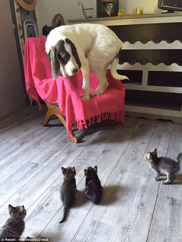 Chó khổng lồ phải nhảy lên ghế khi bị đàn mèo con bao vây. (Nguồn Daily Mail)