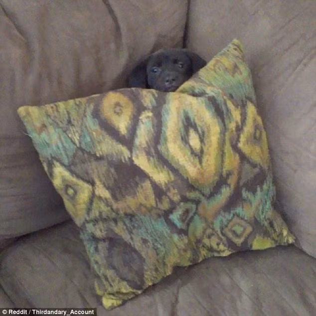 Cún con nghĩ rằng nó có thể tàng hình sau chiếc gối và sẽ không phải đi dạo cùng chủ. (Nguồn Daily Mail)