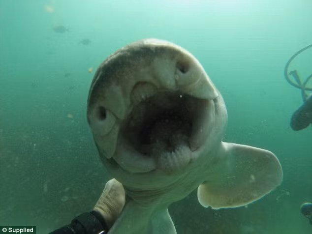  Con cá mập dài 1,8 m di cư tới vùng nước ấm vào những tháng mùa đông và trở lại để tìm Anderson vào mùa hè hàng năm.