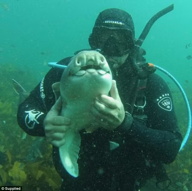 Anderson thường xuyên lặn xuống nước để dành thời gian chơi đùa với bạn đặc biệt.