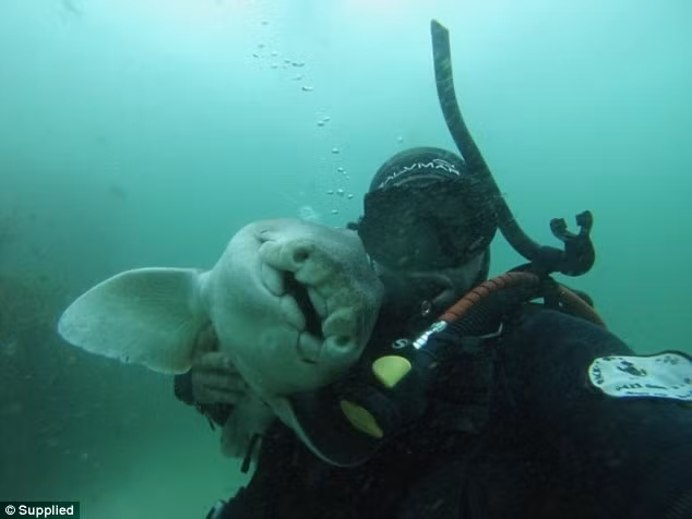 Thợ lặn Rick Anderson đã quyết định kết bạn với một con cá mập Port Jackson ở ngoài khơi bãi biển Nobbys ở New South Wales, Australia.