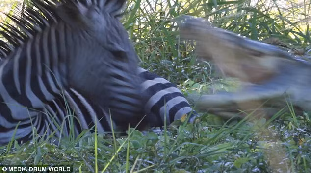 Ngựa vằn gần như không còn cơ hội sống sót, khi con cá sấu nặng khoảng 150kg tung ra cú đớp quyết định để hạ gục con mồi.