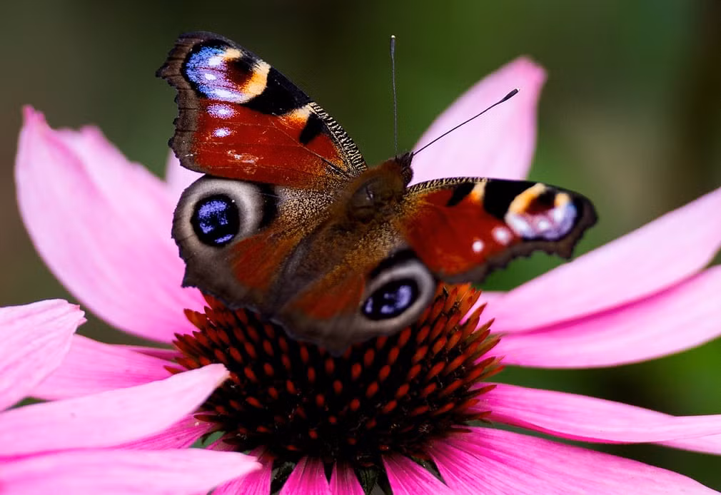 Bướm công đậu trên một bông hoa ở thành phố Dresden, Đức. (Nguồn Guardian)