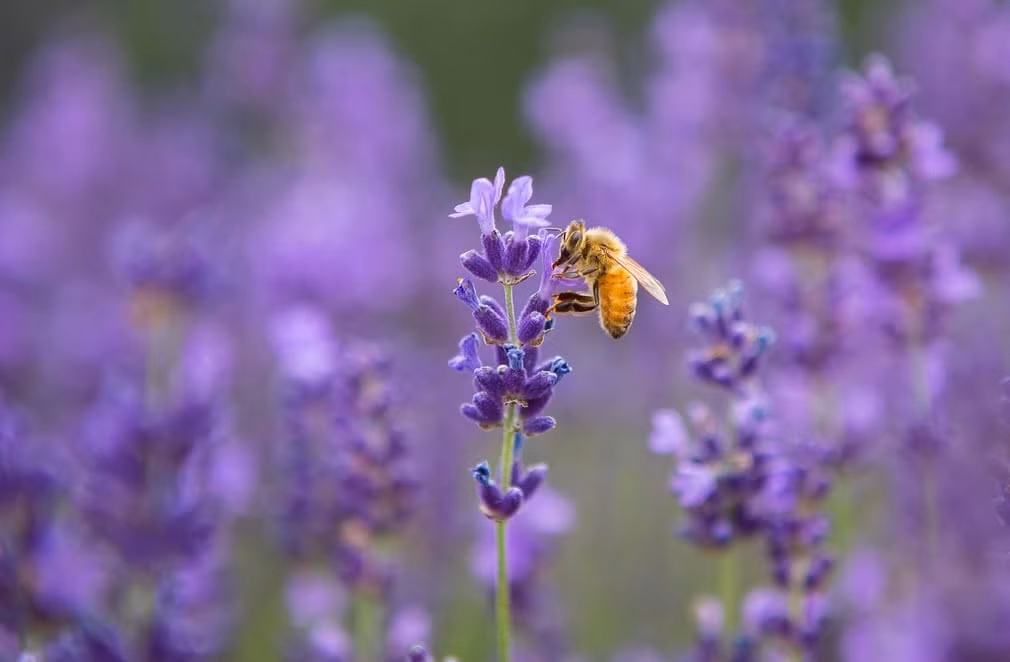 Ong mật hút phấn hoa oải hương tại một trang trại ở Ontario, Canada. (Nguồn Guardian)