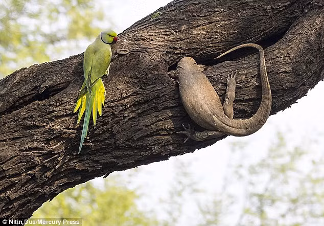 Nhiếp ảnh gia đến từ Ấn Độ mong muốn chim vẹt đánh bại kỳ đà, nhưng tự nhiên dường như đã định đoạt số phận của chúng. (Nguồn Daily Mail)