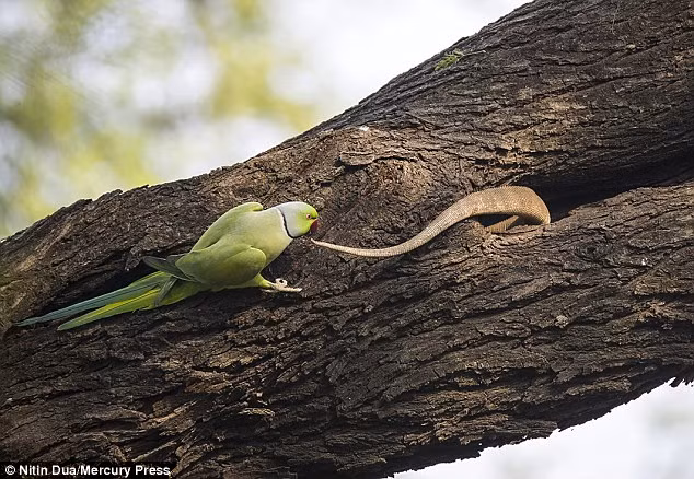 Chim vẹt mẹ bất lực đứng nhìn kỳ đà bỏ vào tổ và ăn thịt các con của nó. (Nguồn Daily Mail)