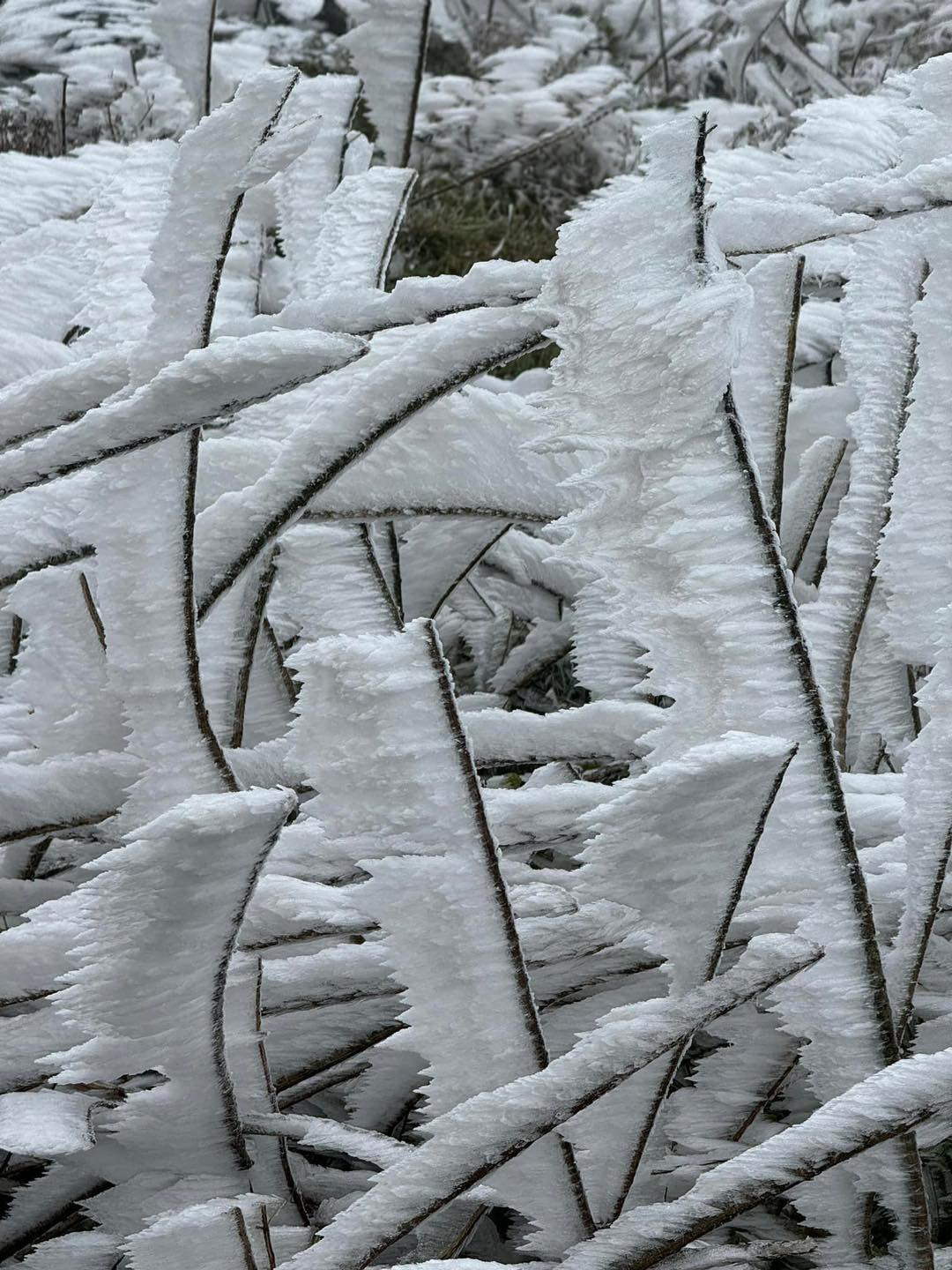 Băng giá phủ trắng cây cỏ trên đỉnh Mẫu Sơn.