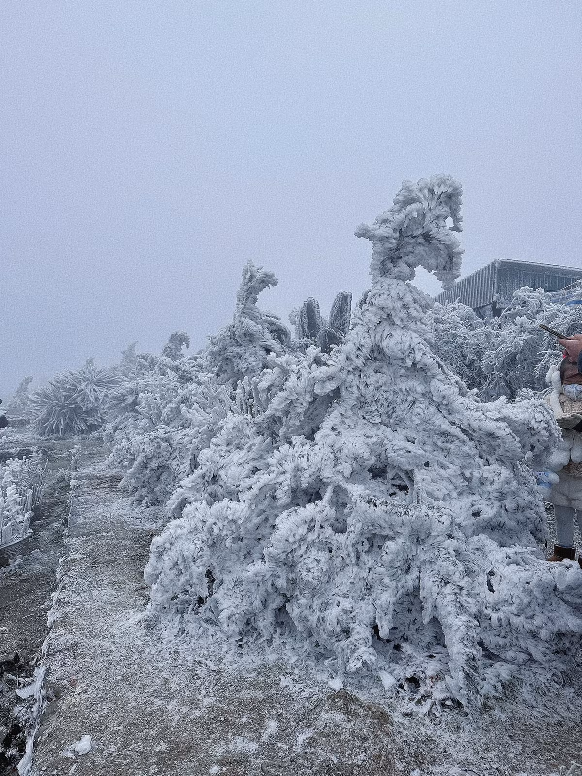 Do đó du khách cần chú ý lái xe an toàn khi di chuyển đến khu vực này, đi đúng phần đường và theo sự chỉ dẫn của cơ quan chức năng địa phương. Đặc biệt là không nên dừng xe giữa đường để chụp ảnh, trò chuyện... 