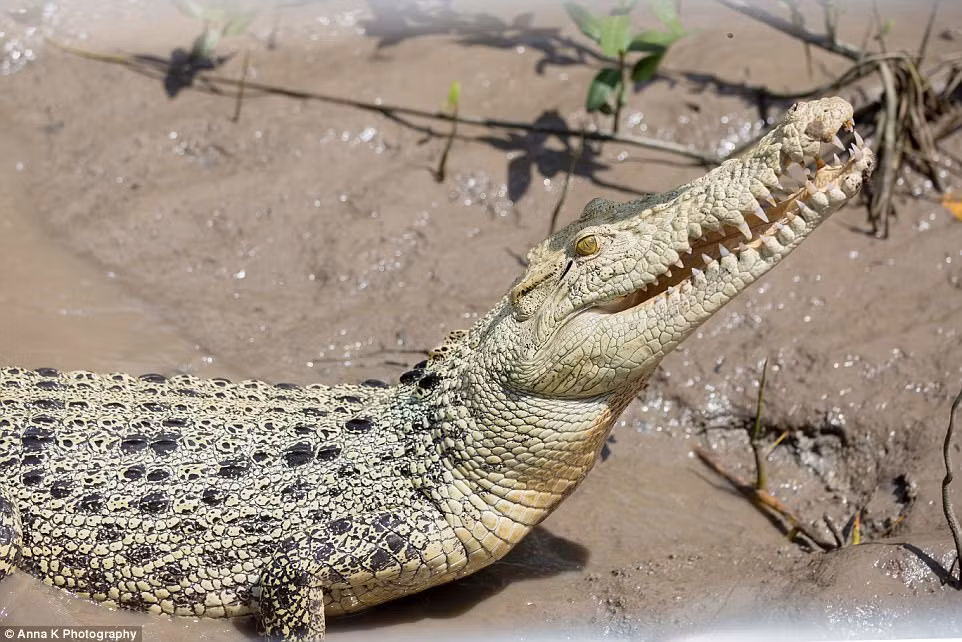 Can canh ca sau trang cuc hiem moi duoc phat hien o Uc-Hinh-3