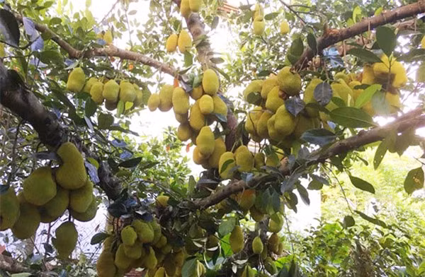 Nhung sieu cay "man" nhat the gioi-Hinh-3