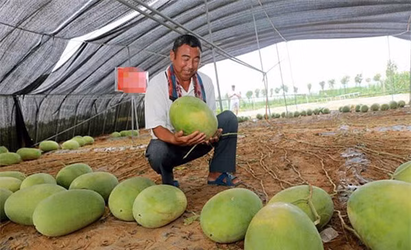 Nhung sieu cay "man" nhat the gioi-Hinh-7