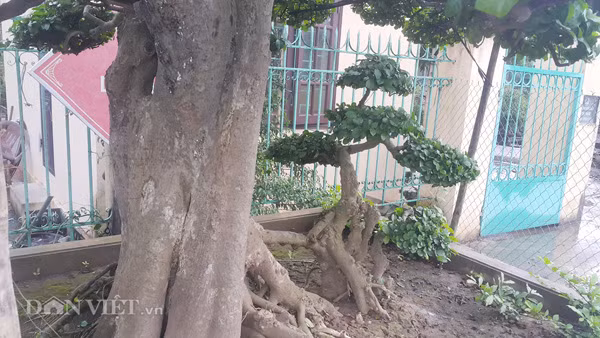 Duoi kieng co thu "tinh phu tu" hon 120 tuoi gia tien ty o Ninh Binh-Hinh-6