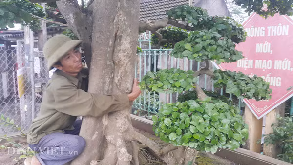 Duoi kieng co thu "tinh phu tu" hon 120 tuoi gia tien ty o Ninh Binh-Hinh-2