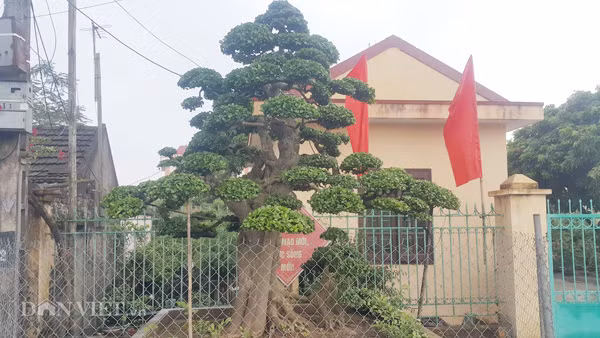Duoi kieng co thu "tinh phu tu" hon 120 tuoi gia tien ty o Ninh Binh