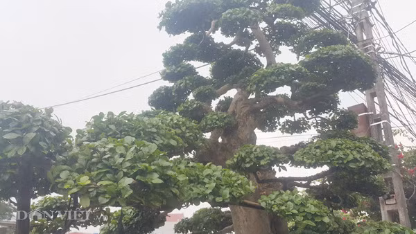 Duoi kieng co thu "tinh phu tu" hon 120 tuoi gia tien ty o Ninh Binh-Hinh-4