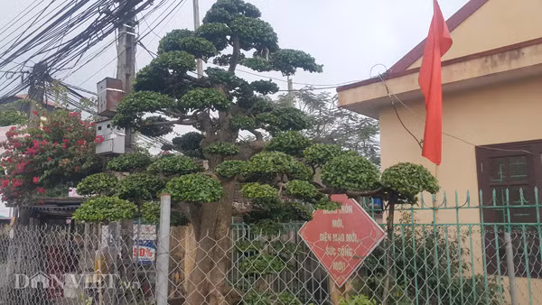 Duoi kieng co thu "tinh phu tu" hon 120 tuoi gia tien ty o Ninh Binh-Hinh-5