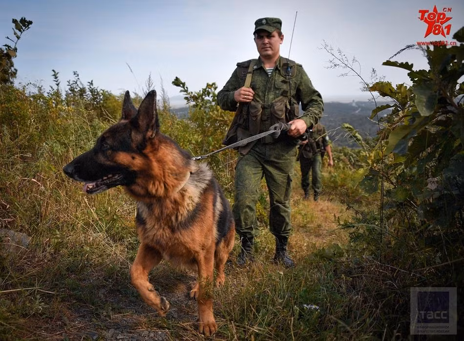 Chó Béc-giê tham gia tuần tra trên tuyến biên giới Nga-Trung cùng lính biên phòng. Nguồn ảnh: Tass.
