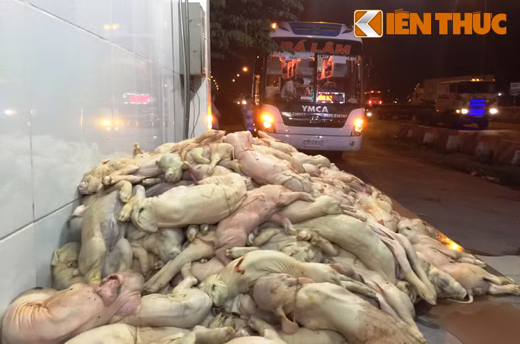 Khi khoang hành lý vừa được mở ra, mùi hôi thối nồng nặc vô cùng khiếp đảm khiến ai cũng nôn ói phát ra từ 3 bao tải để bên trong...