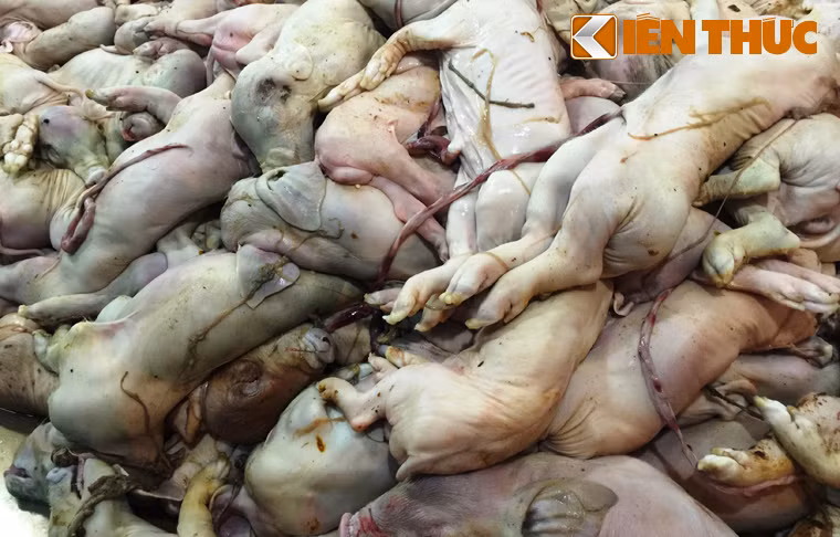 Qua kiểm tra, tổ công tác phát hiện có hàng trăm con heo sữa bốc mùi, còn lông, lòng, nội tạng có biểu hiện trương sình, màu sắc tím bầm, thối nồng nặc.