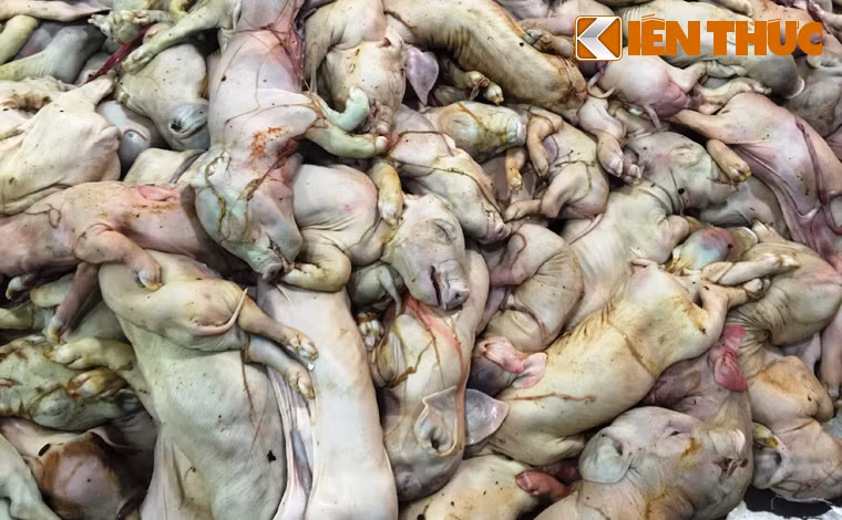 Qua kiểm đếm xác định có 176 con heo sữa và tài xế Lê Minh Điệp (30 tuổi, quê tỉnh Đồng Nai) không xuất trình được bất cứ giấy tờ gì liên quan đến việc kiểm dịch số hàng nói trên.