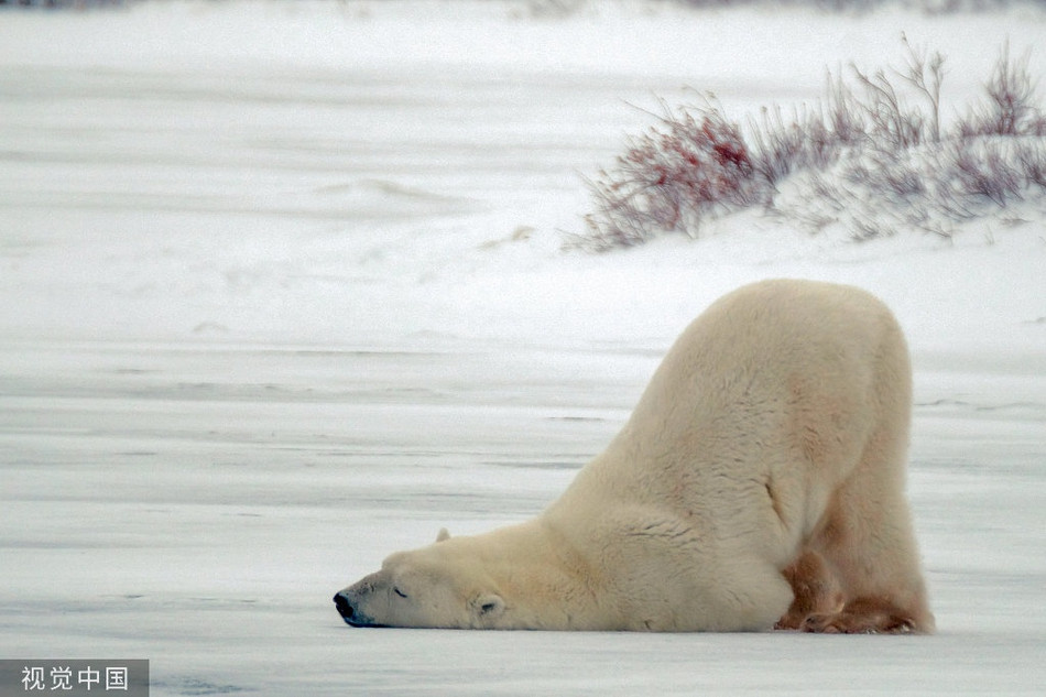 Gau Bac cuc luoi bieng di san, un mong mai cuc yeu