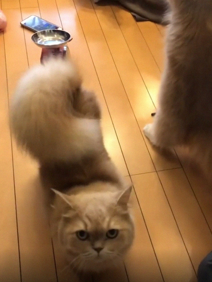 Theo thông tin đăng tải, Bell sống ở Nhật Bản, thuộc giống mèo Minuet, hay còn gọi là mèo Napoleon, một giống mèo lai giữa mèo Ba Tư và Munchkins.