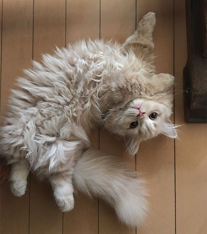 Không chỉ thế, mèo Minuet rất khỏe mạnh. Chúng rất ít gặp vấn đề về sức khỏe, dễ chăm, dễ nuôi, thực sự là một trong những giống mèo đáng yêu, đáng nuôi nhất.