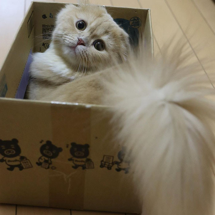 Nhờ vẻ ngoài độc lạ, Bell nhận được sự chú ý rất lớn của mọi người, còn được dân mạng tặng cho biệt danh là nàng mèo lai sóc.