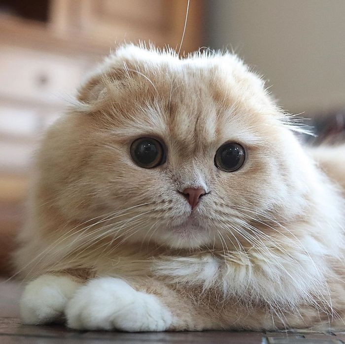 Chủ sở hữu của Bell cho biết, cô nuôi nàng mèo xinh đẹp này cùng với một số thú cưng khác. Thú vị ở chỗ, những thú cưng này không hề xung đột với nhau, chúng chơi đùa vô cùng hòa hợp.